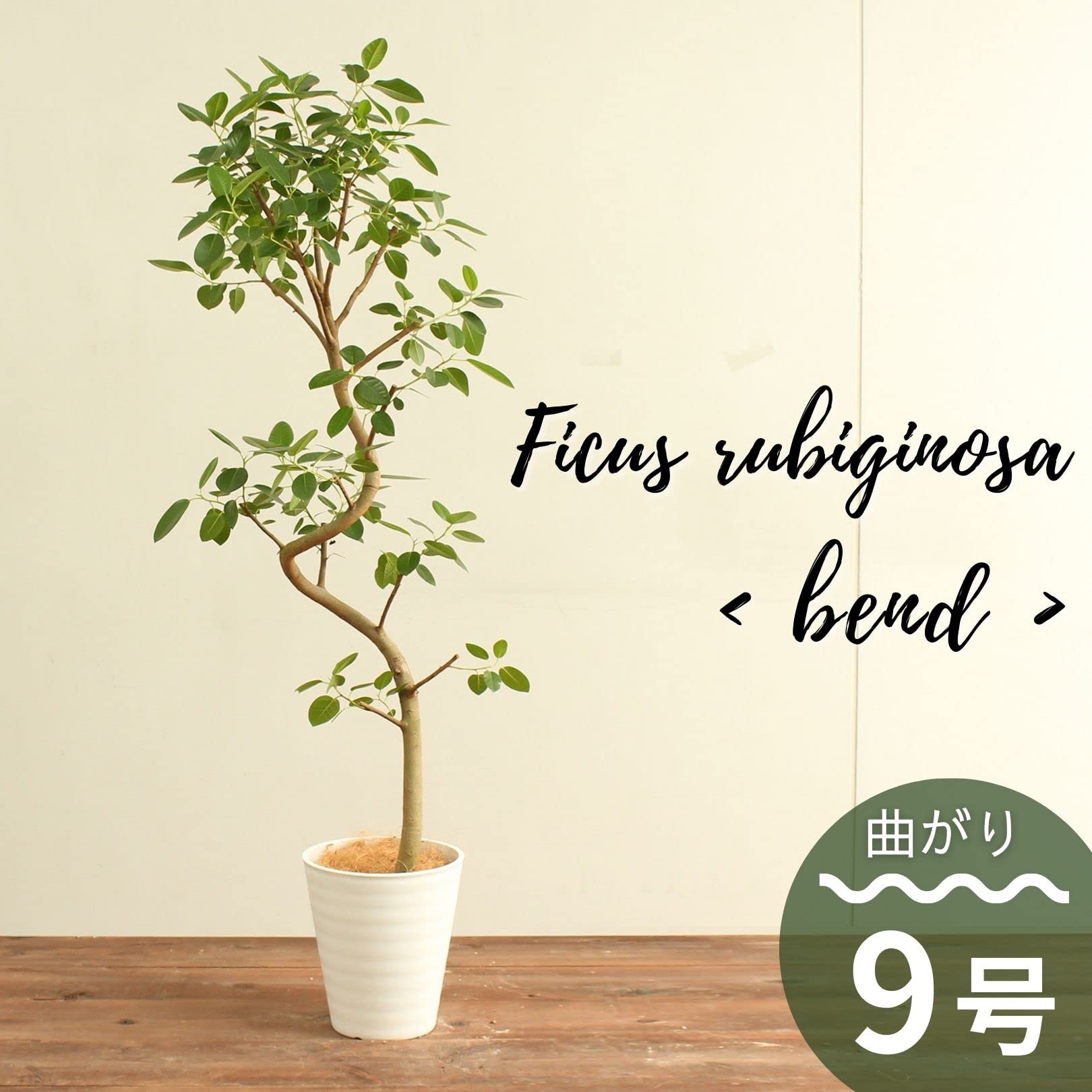 フランスゴムの木（フィカス・ルビギノーサ） らせん曲がり 003 フランスゴムの木（フィカス・ルビギノーサ） らせん曲がり 003