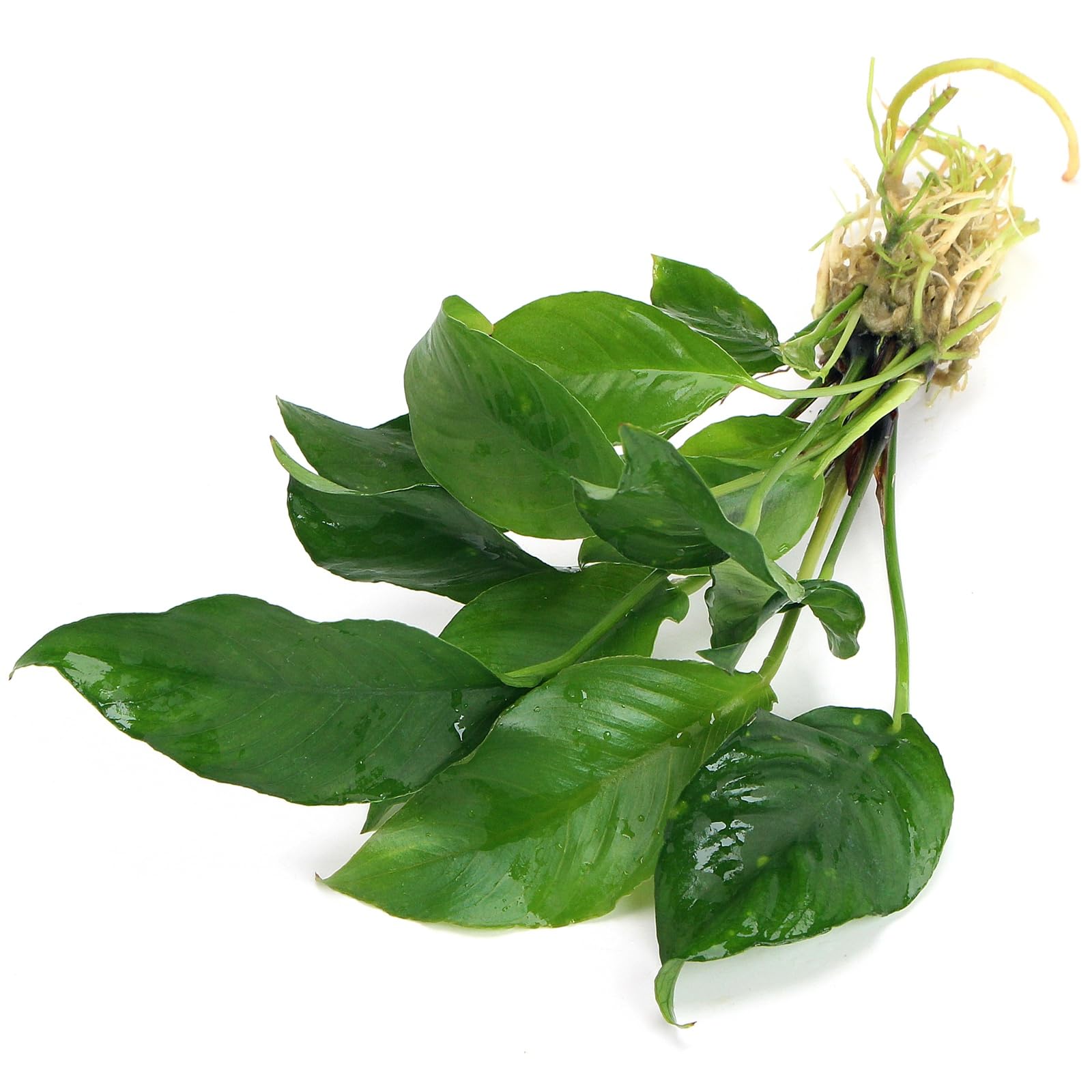 K2AQUA Anubias Heterophylla Live Aquarium Plant Easy Care Low Light Low Maintenance Midground Background Freshwater Tropical Tank Plants Natural Decoration