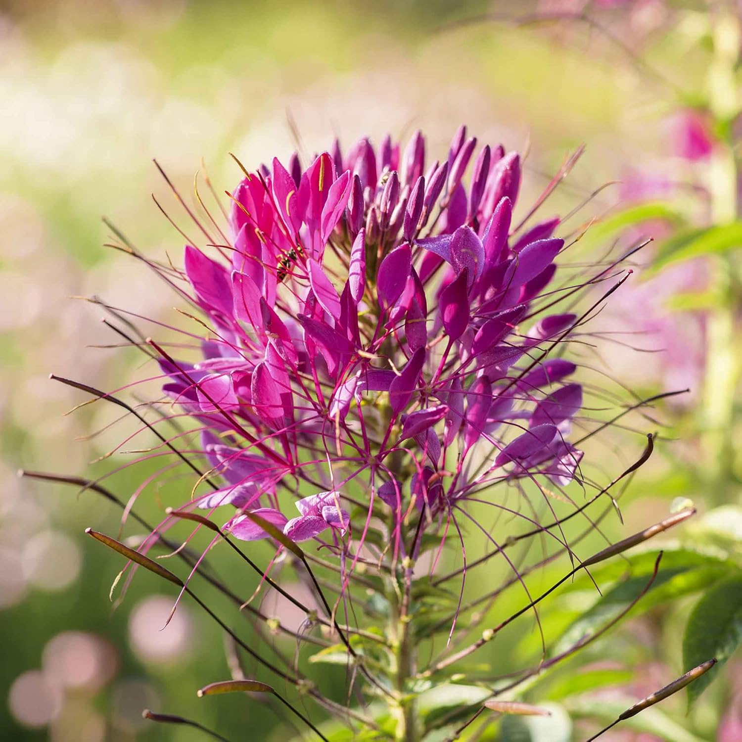 Eden Brothers Cleome Seeds - Mixed Colors