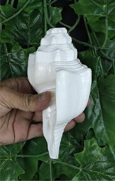 ASHIRWAD Blowing Shankh Vamavarti Dattatreya - Conch Shell - Puja Ritual - Shankhnaad (Shankh-10)