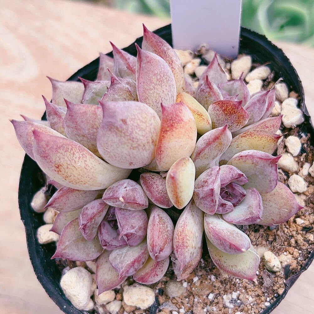 GWセール 多肉植物 チョコゴーサ 韓国苗 Amazon|A!!多肉植物 チョコグレイス 韓国苗 美苗 農園直売