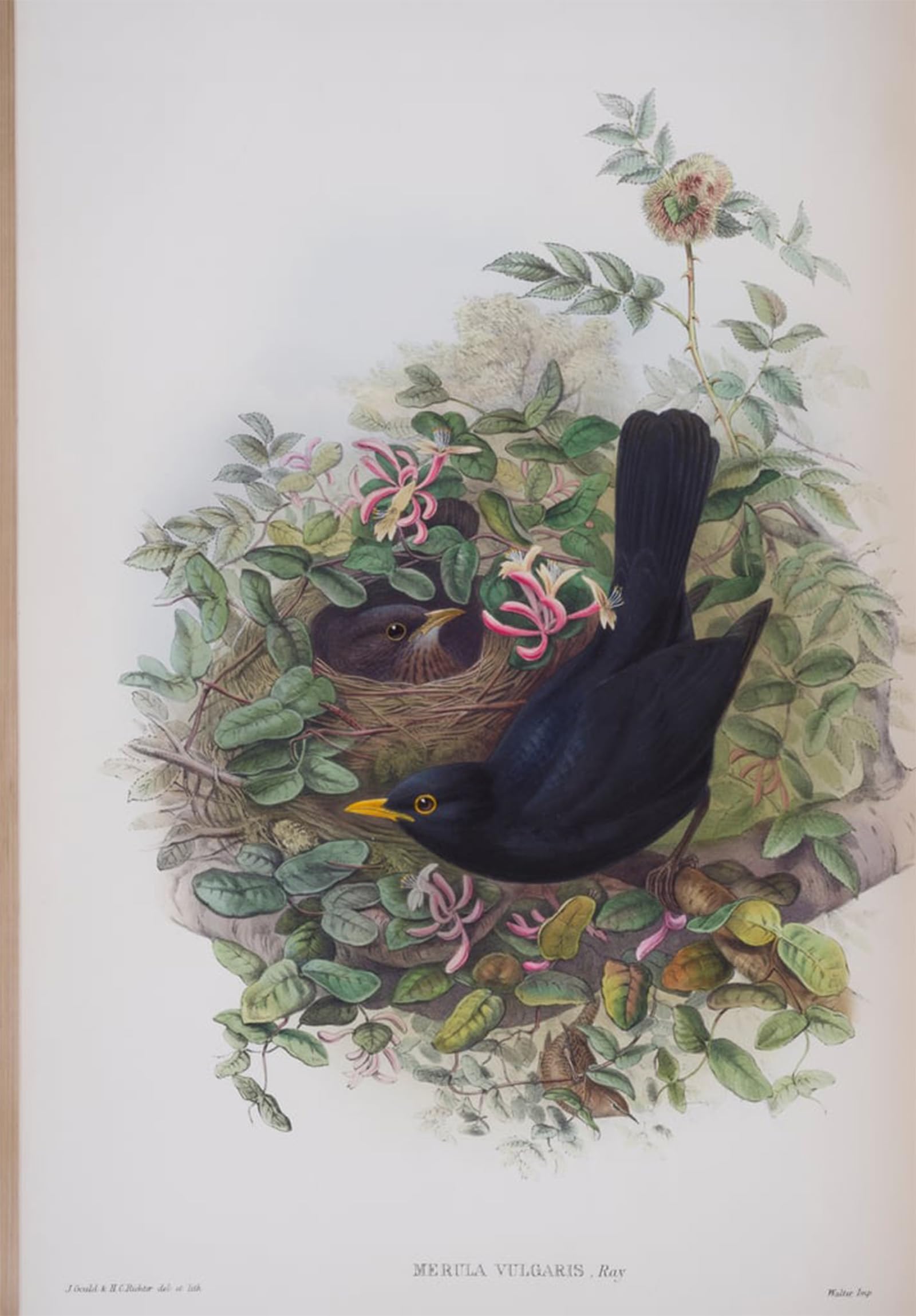 Posteriik No Frame Famous Print Pop Art Wall Art Graffiti Animal Bird Merula Plate From The Birds Of Great Britain By John Gould Art Prints For Home Decor 60X90cm