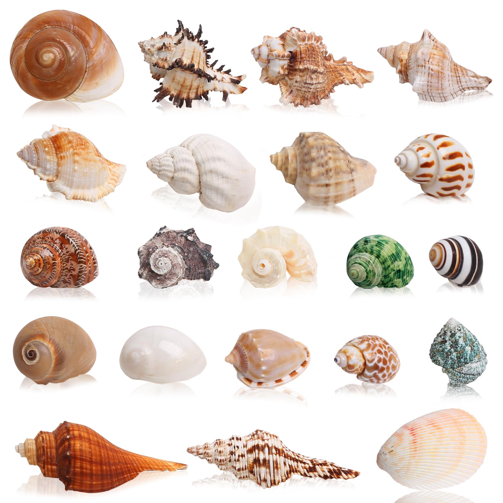SKOOLOVE 21PCS Hermit Crab Shells Small to Large, Sea Conch Size 3-10CM,Opening Size1.5-5CM,for Natural Hermit Crab Supplies, Conch Shell, Home Decor and Beach Decoration