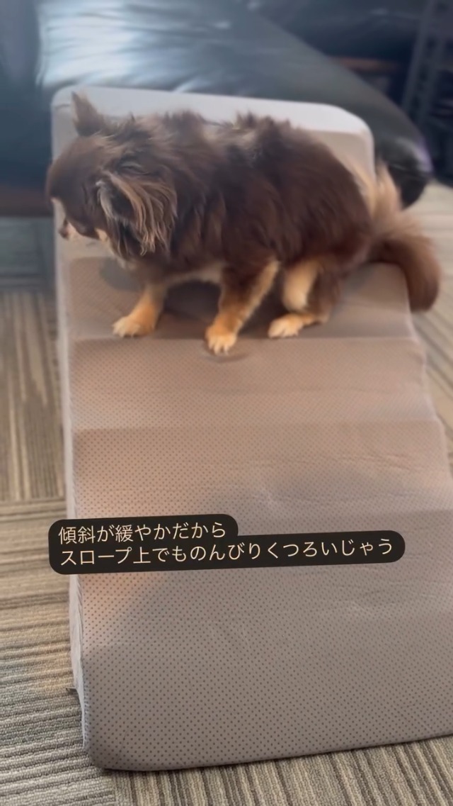 ペット用階段　さざなみスロープ　新品 楽天市場】【送料無料】さざなみ ペットスロープ 犬用 ゆるやか ドッグ