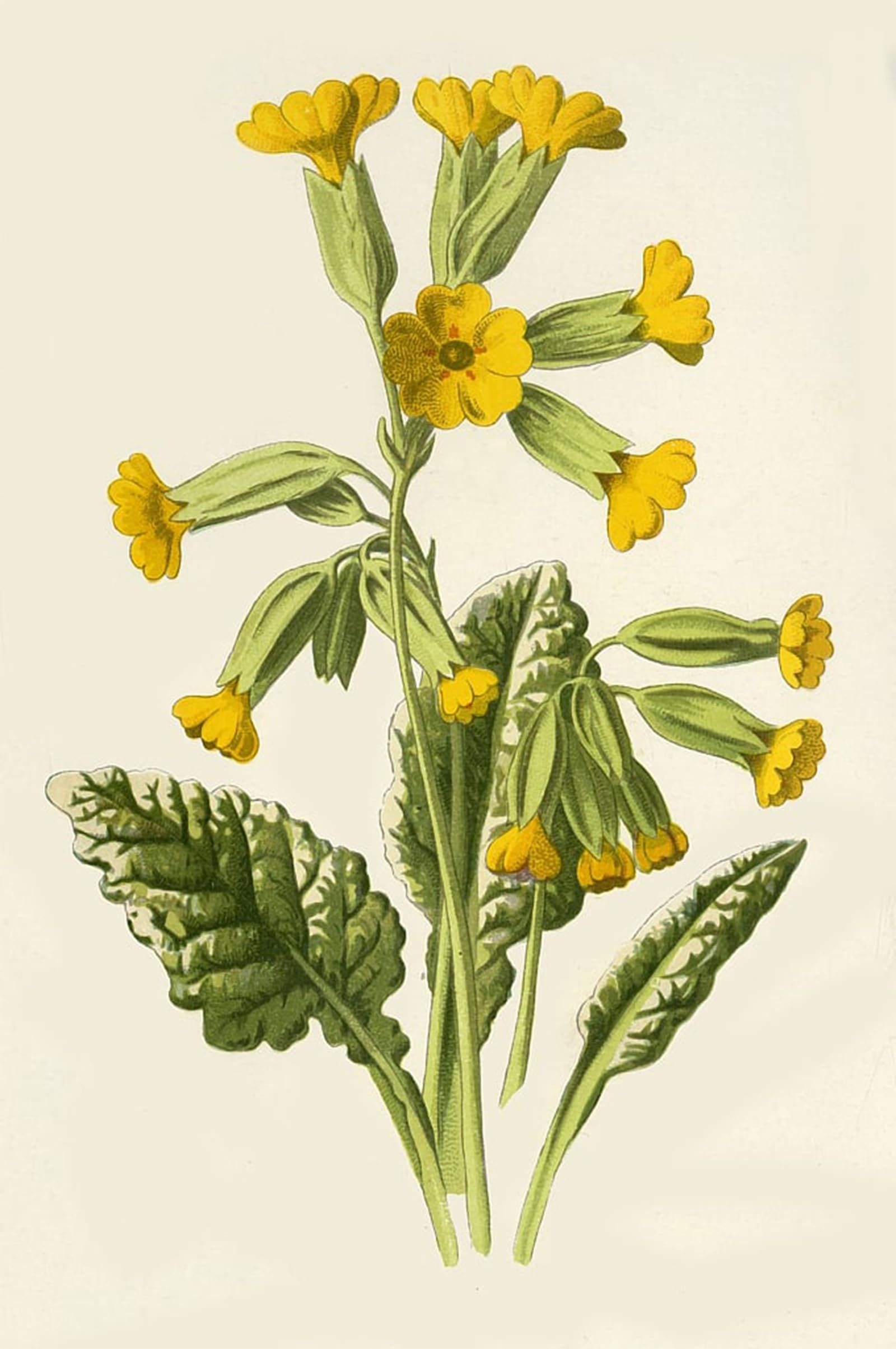 POSTERIIk Famous Modern Artwork Art Mural Cowslip by Frederick Edward Hulme Oil Paintings Pictures for Home Decor 60x90cm