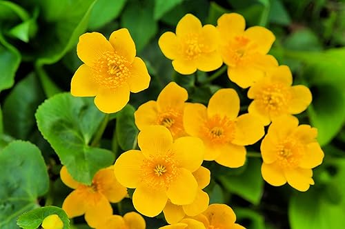 Miniatura 1 de Marsh Marigold Seeds for Planting - 50 semillas - Caltha palustris - Variedad de reliquia y polinizada abierta, atrae abejas, semillas de flores