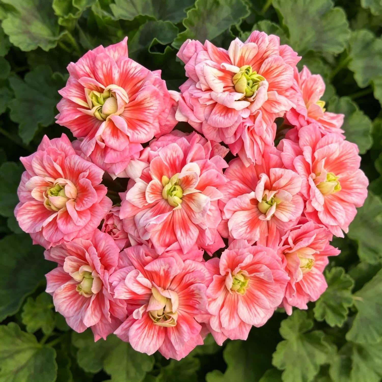 Double Geranium Seed-Hardy,Perennial, Vibrant Floral Display Garden