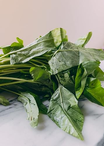 Miniatura 6 de Gaea's Blessing Semillas Ong Choy Seeds - Kong Xin CAI Kangkong - Semillas sin OMG con instrucciones de plantación fáciles de seguir 94% de tasa de