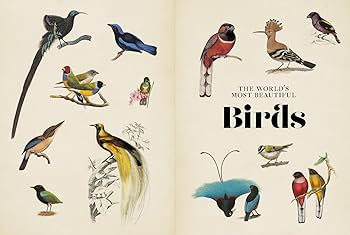 Vintage Birds: A Guidebook and Matching Game: Lederer, Roger