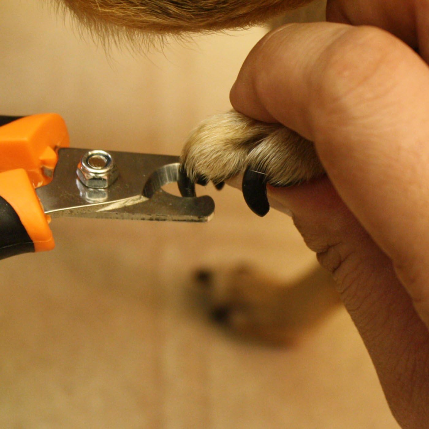 GoPets Professional Pet Nail Clipper for Medium or Small Dogs and Cats, Stainless Steel Trimmer Blades Include 1 Nail File, Angled Blades for Quick Safety