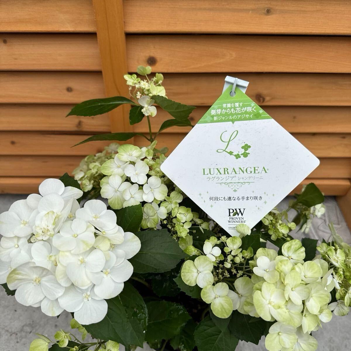 【セール・新品】 法衣環　黒　桔梗　約10cm　蒔絵　田中修孝作 法衣環 黒 桔梗 約10cm 蒔絵 田中修孝作 骨董品 華道道具 筒型