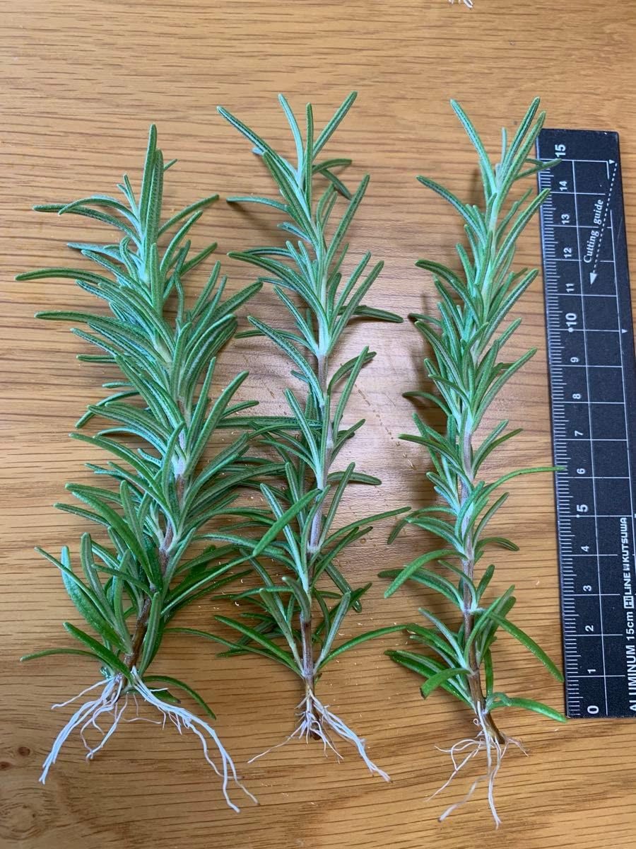 CATEGORY エアプランツ(チランジア)P~T | 常葉植物園 Tokiwa Botani CATEGORY エアプランツ(チランジア)P~T | 常葉植物園 Tokiwa Botani