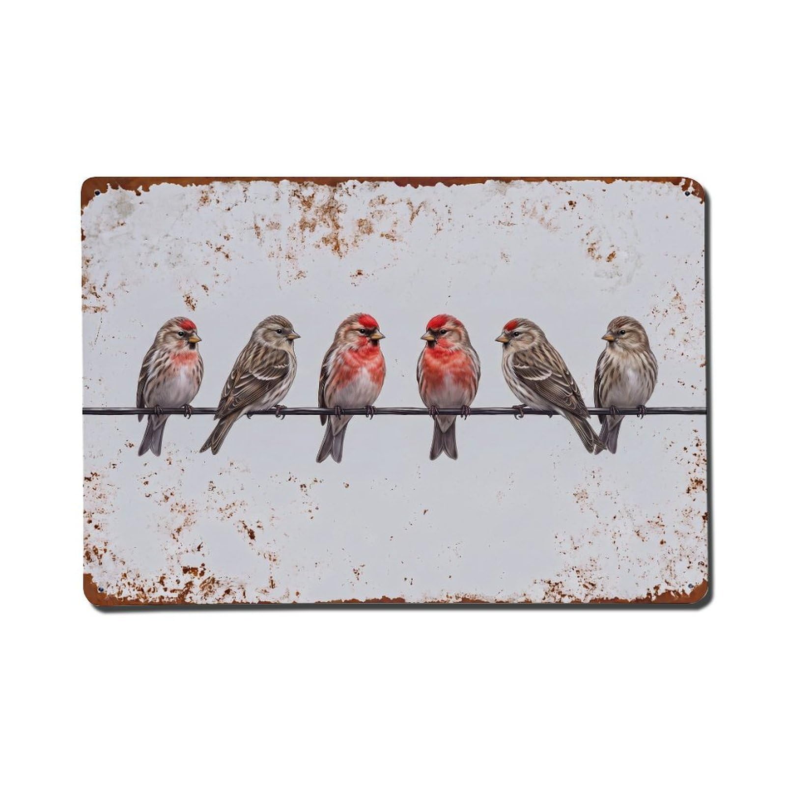 Vintage Retro Birds Redpoll Metal Tin Sign