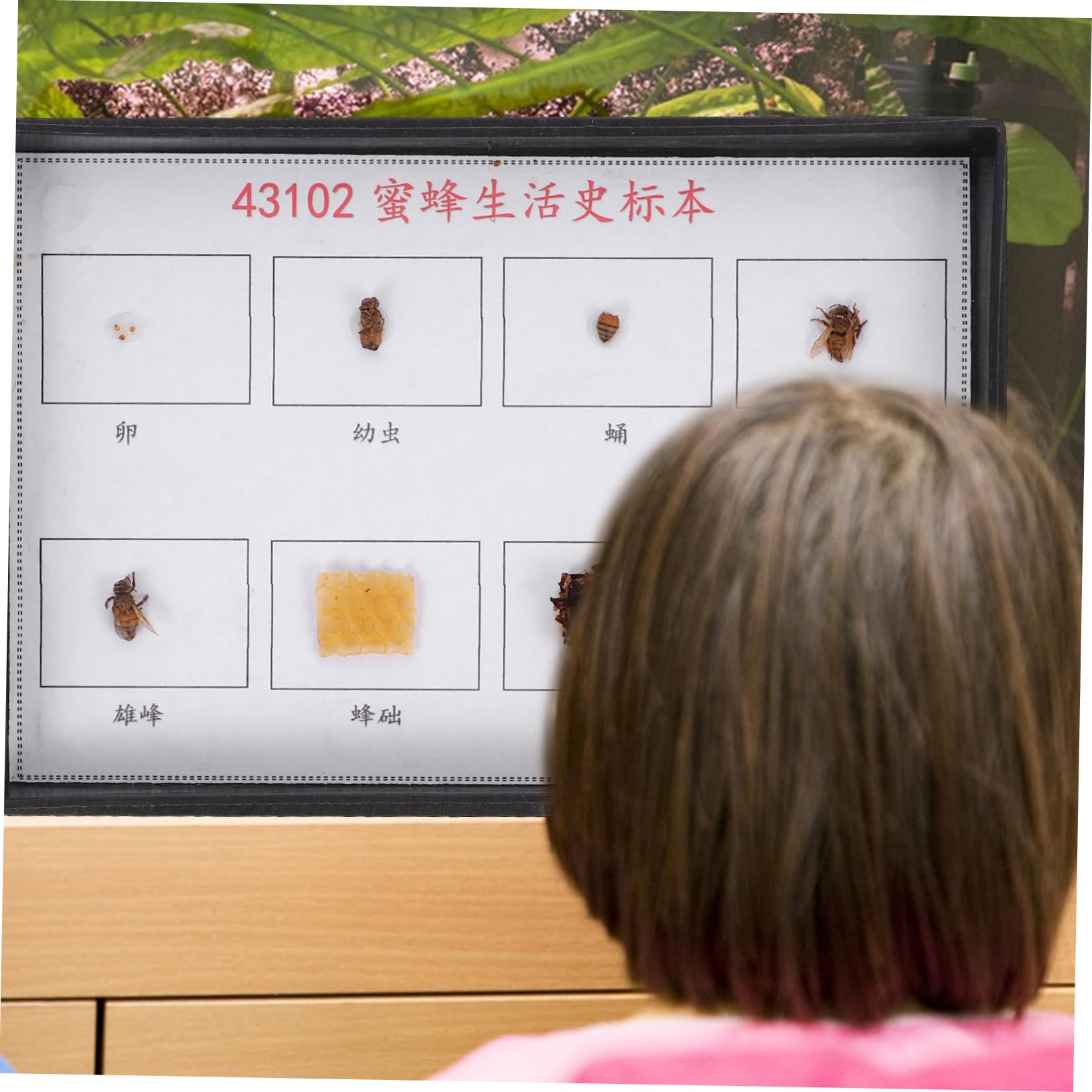 Cabilock Real Bee Specimen for School Detailed Display Model of Bee Development for Learning