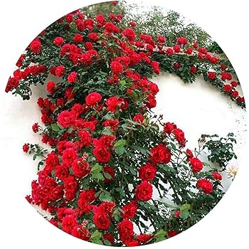 Masoke SemillaCasa 100 Piezas Semillas Trepadoras Jardines