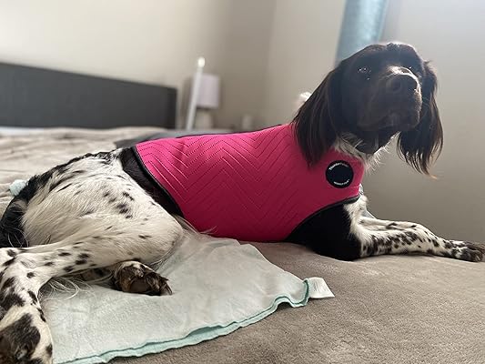 thundershirt for great dane