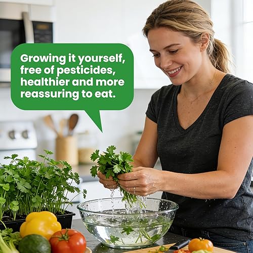 Miniatura 2 de Más de 1200 semillas orgánicas de cilantro sin OMG para plantar en interiores o exteriores, semillas de cilantro de reliquia, semillas de reliquia