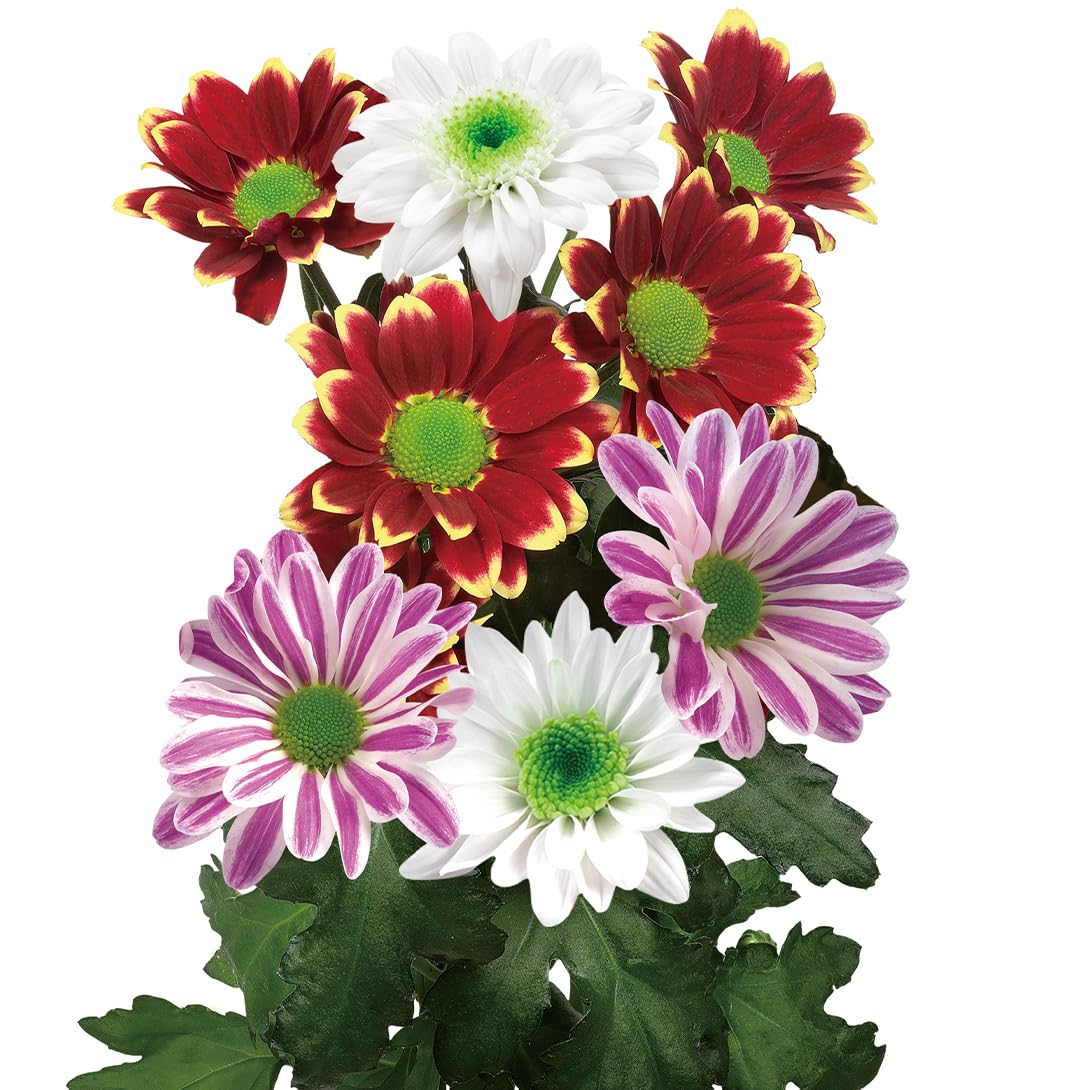 Amazon.co.jp: 菊苗 菊苗 美色スプレー菊セット 3種6株 / 国華園 25