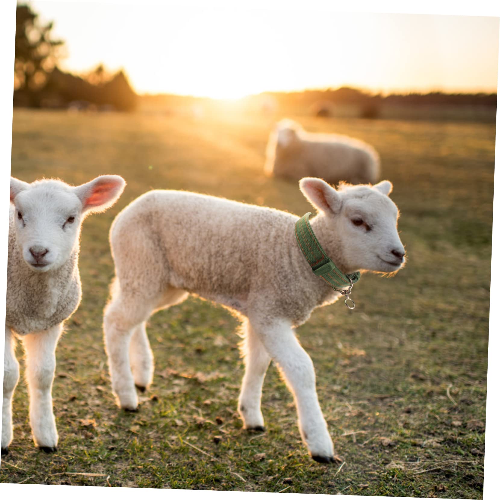 Collier pour Moutons en Toile Vert, Boucle Anti- Confortable, Réglable pour Animaux D'élevage, Traction et L'attache du Bétail