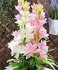 Tuberose,Excellent Display,Hardy Perennial,Tuberose Plants UK-10Bulbs-C
