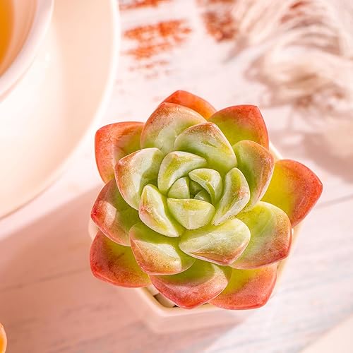 Miniatura 3 de Echeveria - Plantas suculentas vivas raras de color verde hielo, planta viva rosa de 1 cabeza de 3.5 pulgadas, paquete sin maceta y tierra,