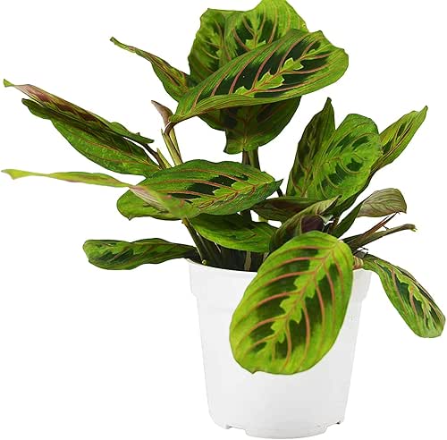 Red Maranta Prayer Plant - Live Plant in a 4