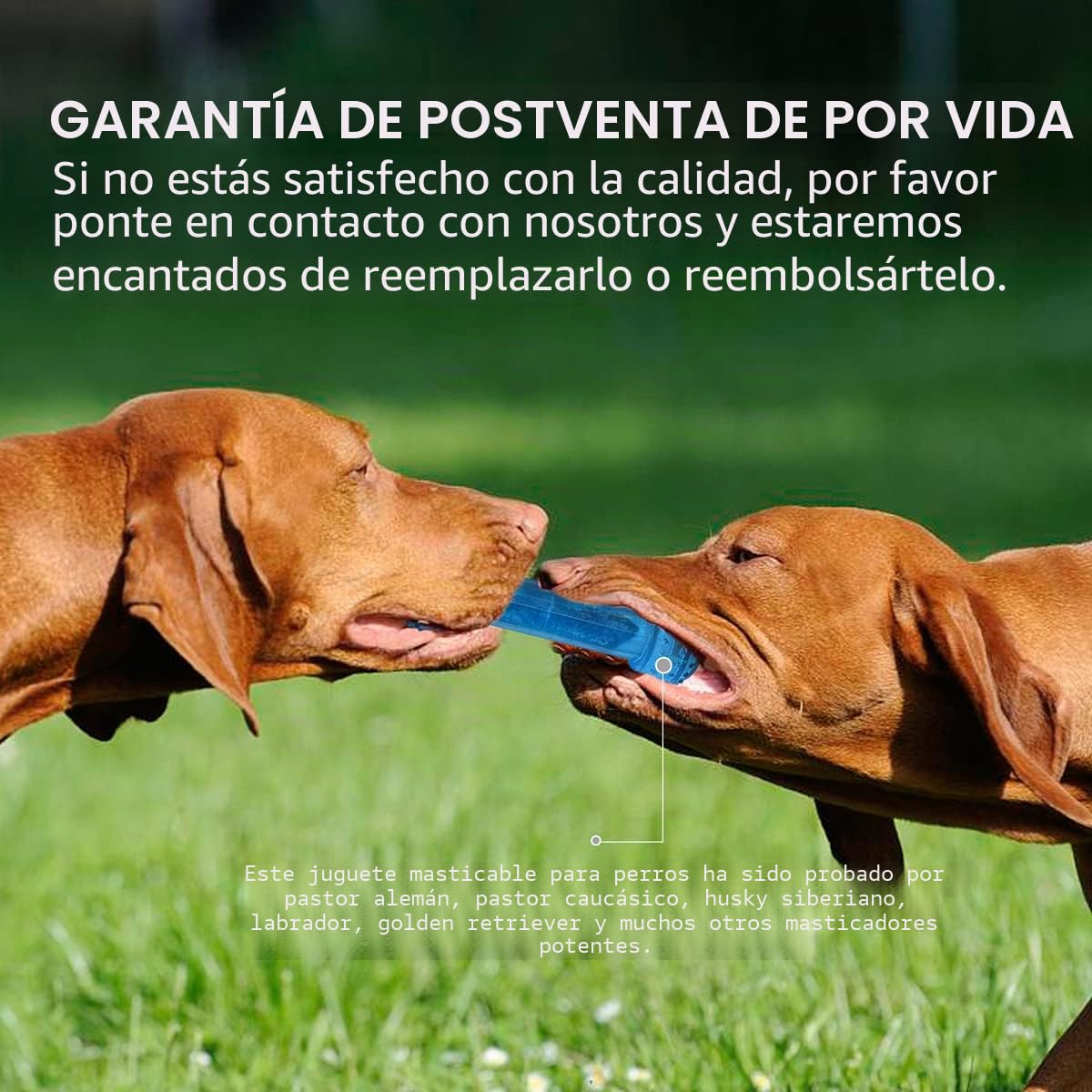Juguete Mordedor para Cachorros, 1 Anillo de dentición y 1 Hueso de dentición congelable Perro masticable Juguetes