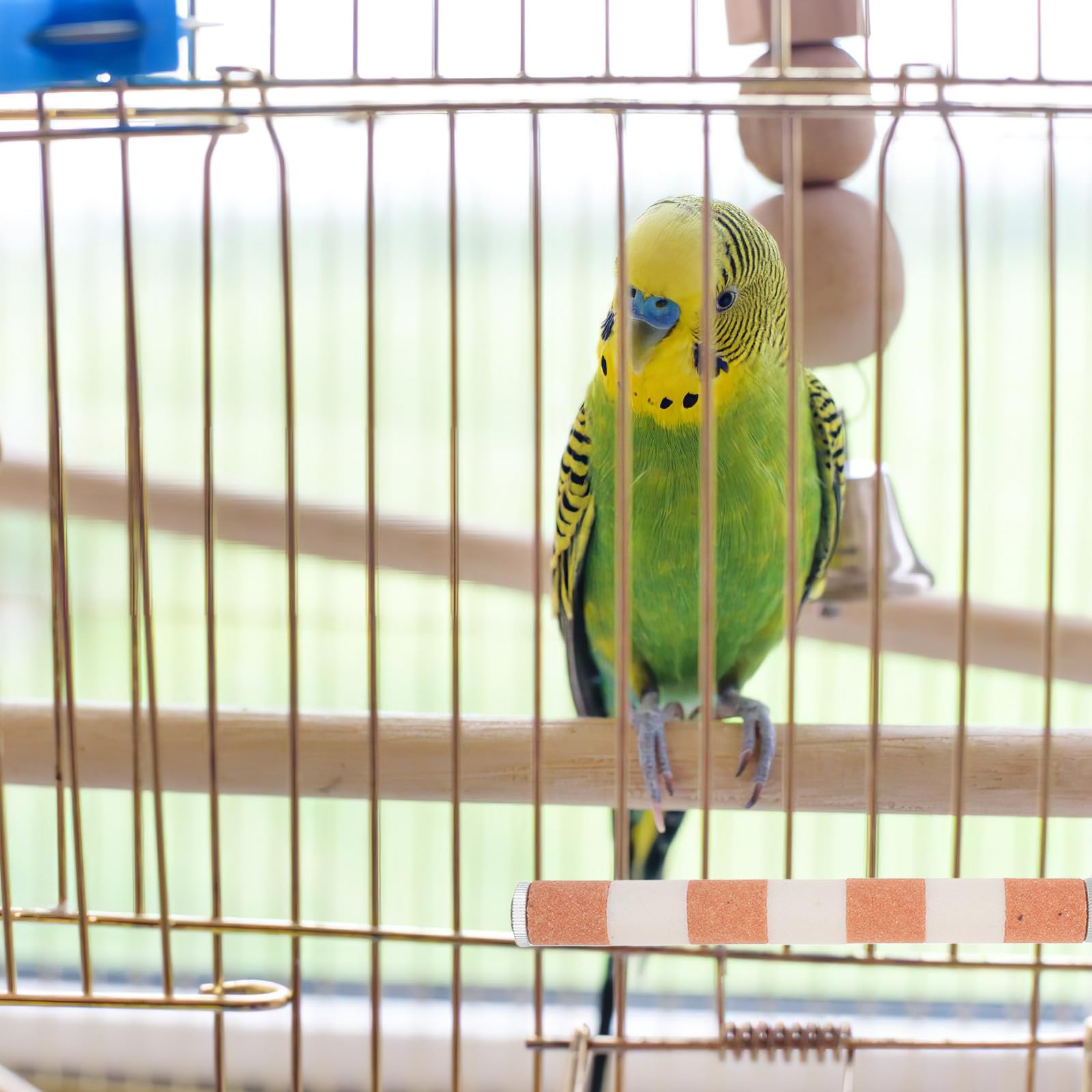 DOITOOL 4 Piezas de Percha para pájaros, Soporte para Loros, Palo para Pata de Loro, Juguete para Masticar, Jaula, Accesorios para cacatúas, cotorras, Suministros