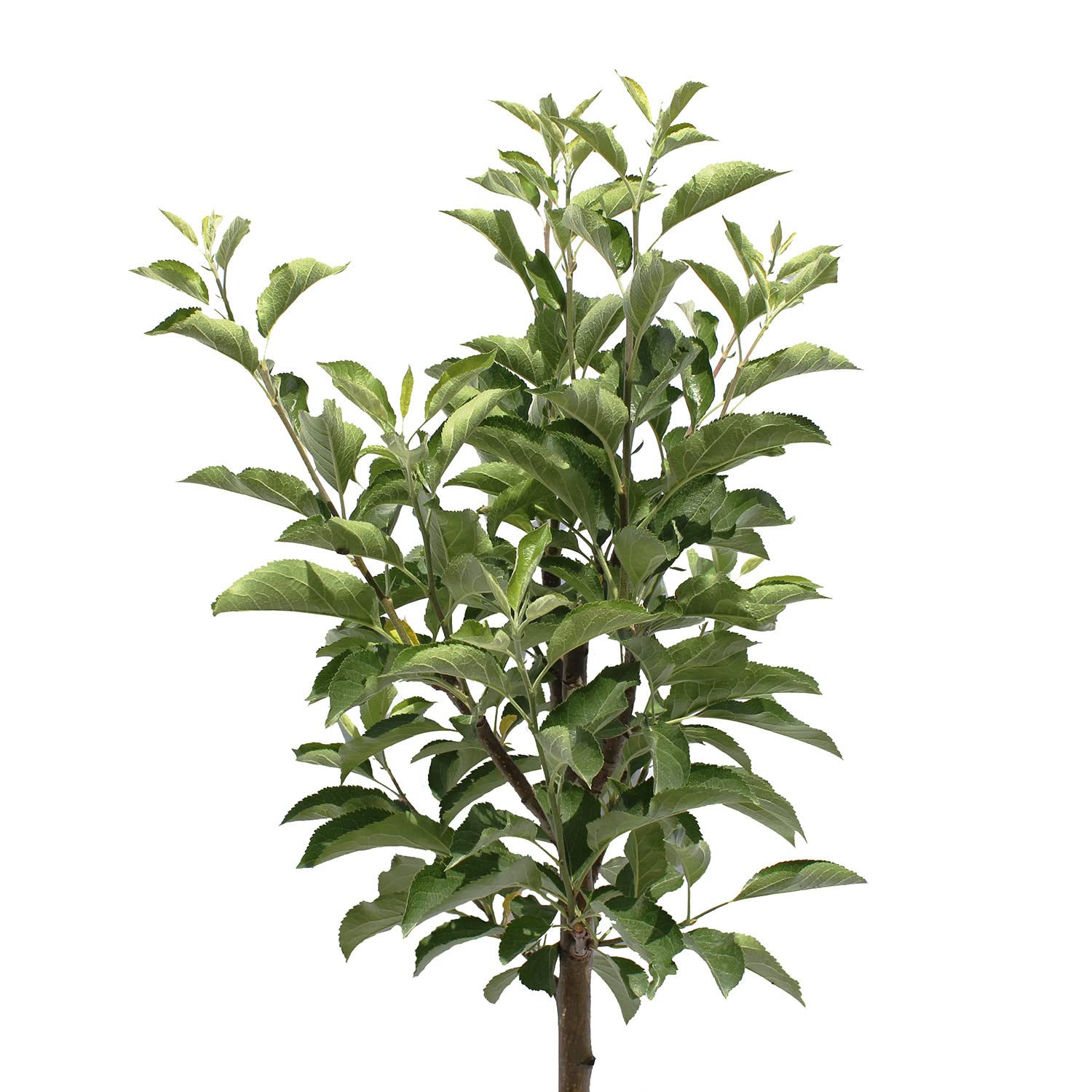 KENTIS – Apfelbaum Golden Delicious – Malus Domestica – Apfel Pflanzen – Echte Outdoor Pflanzen – Garten Obstbaum – Obstpflanzen – Topf Ø 24 cm