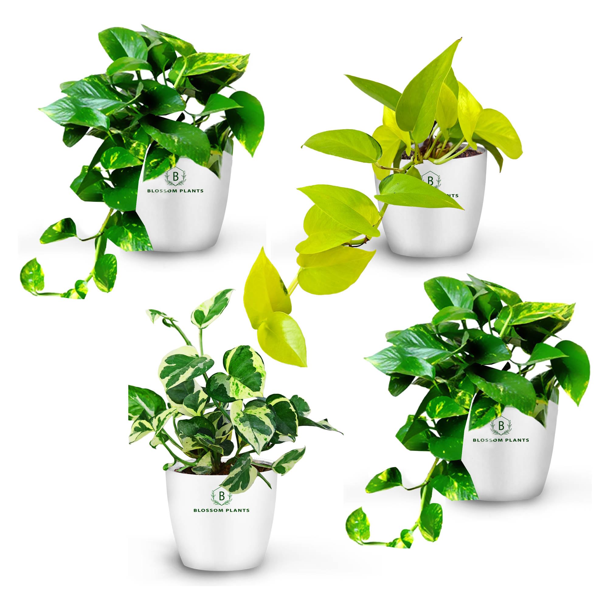BLOSSOM Plants money plant live Indoor Plants combo of 4 with white Pot, Best for Home, Office & Garden. (combo) (B0D9YKW8HH) Amazon Price History, Amazon Price Tracker