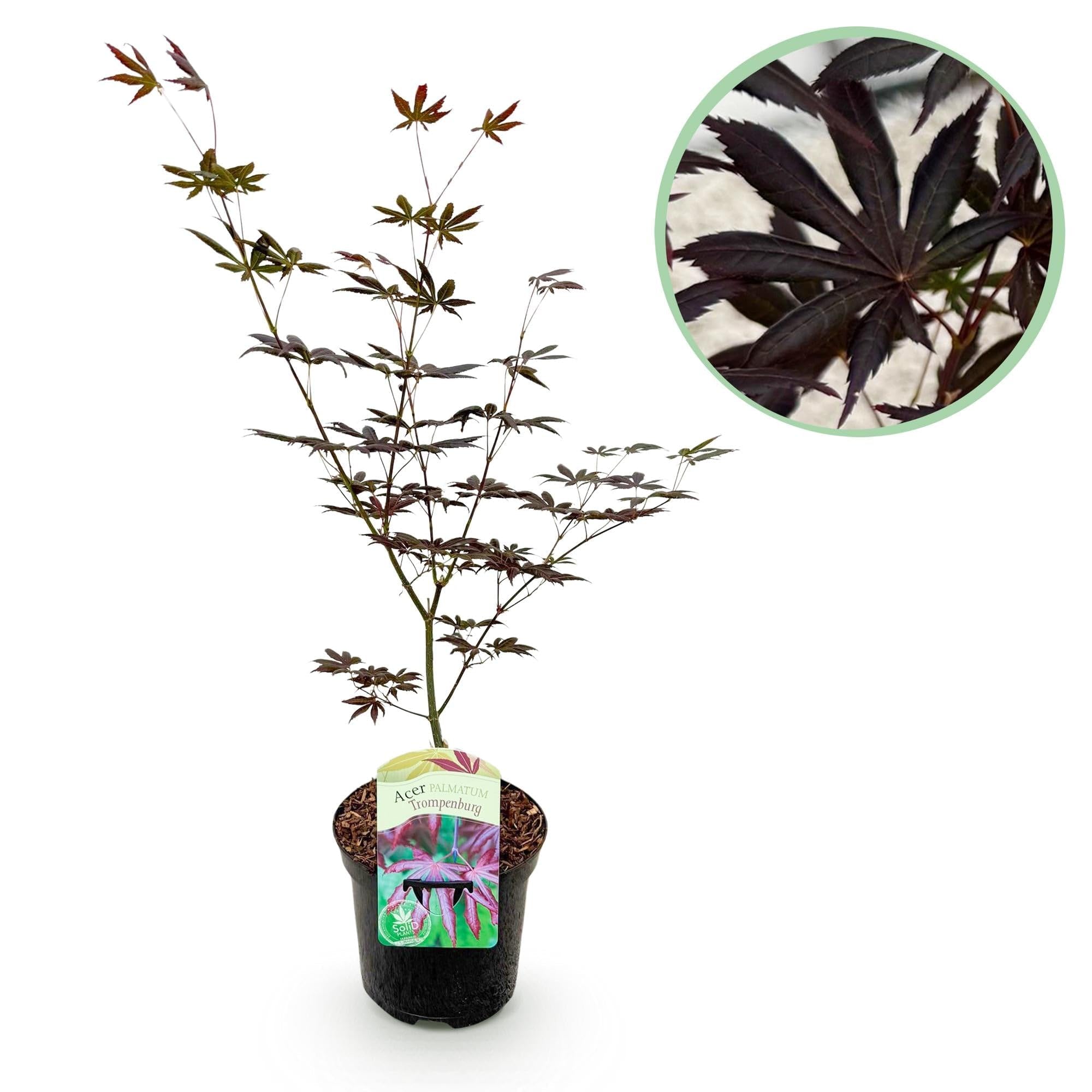 Japanischer Ahorn Acer palmatum 'Trompenburg' – Dunkel Lila – Balkon – & Gartenpflanze – Ø19cm – Ca. 70cm hoch