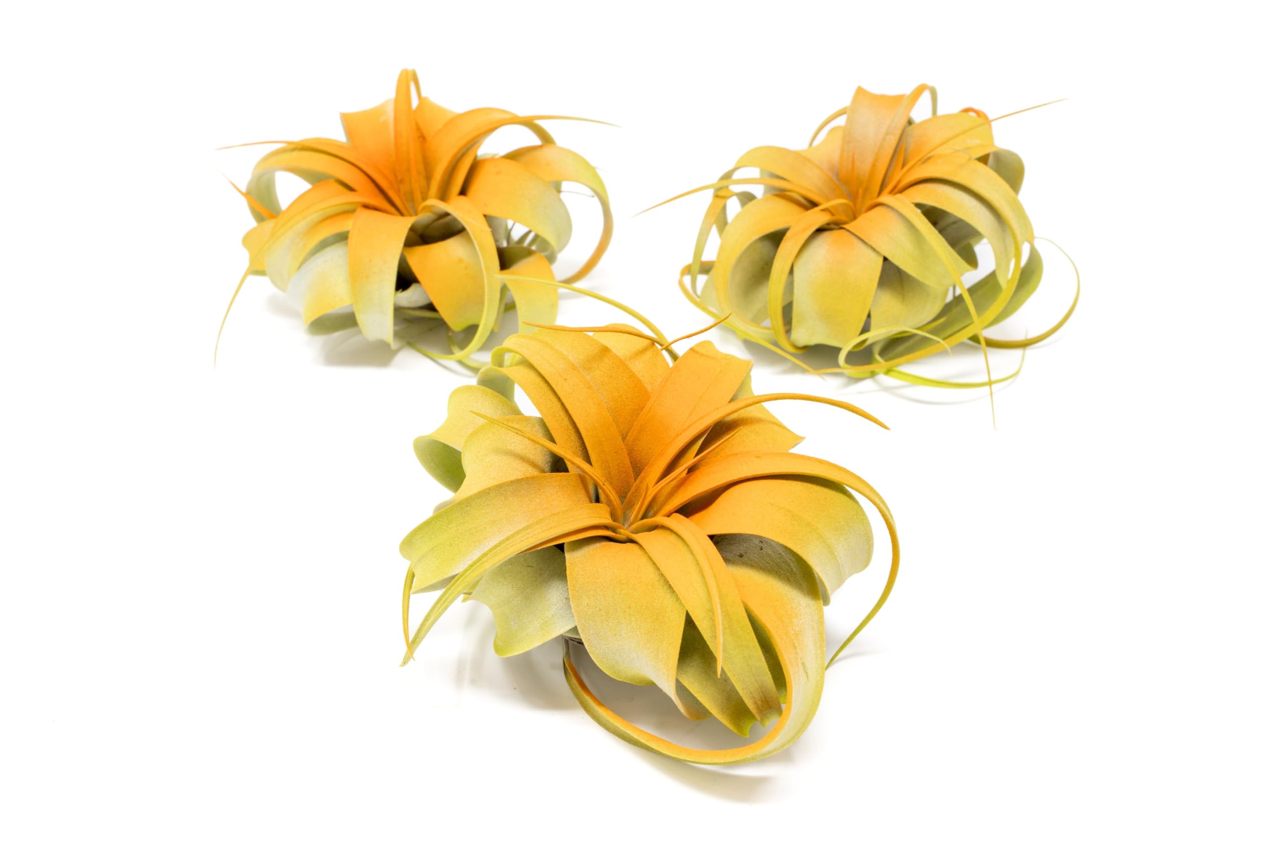 Colorful Mini Tillandsia Xerographica Air Plants in Custom Vibrant Tones - (Citrus, Pack of 3)