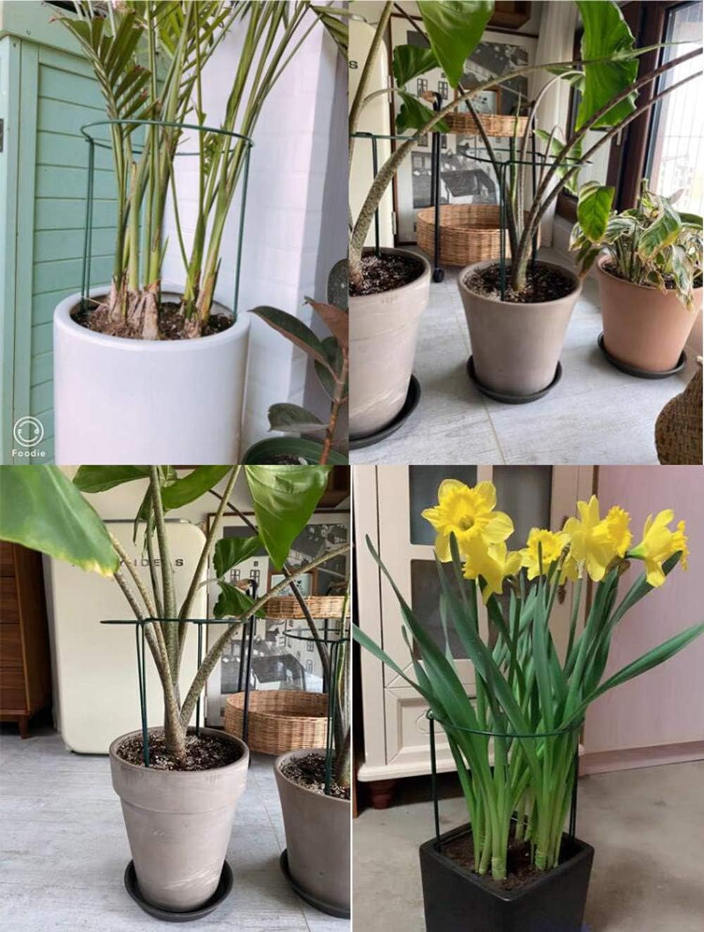 DoubleWood 4PCS Plant Stake Support Green Half Round Plant Support Ring Metal Garden Plant Stake, Plant Support for Tomato, Hydrangea, Rose, Vine (4 Packs- 9.8" Wide ×15.6" High)
