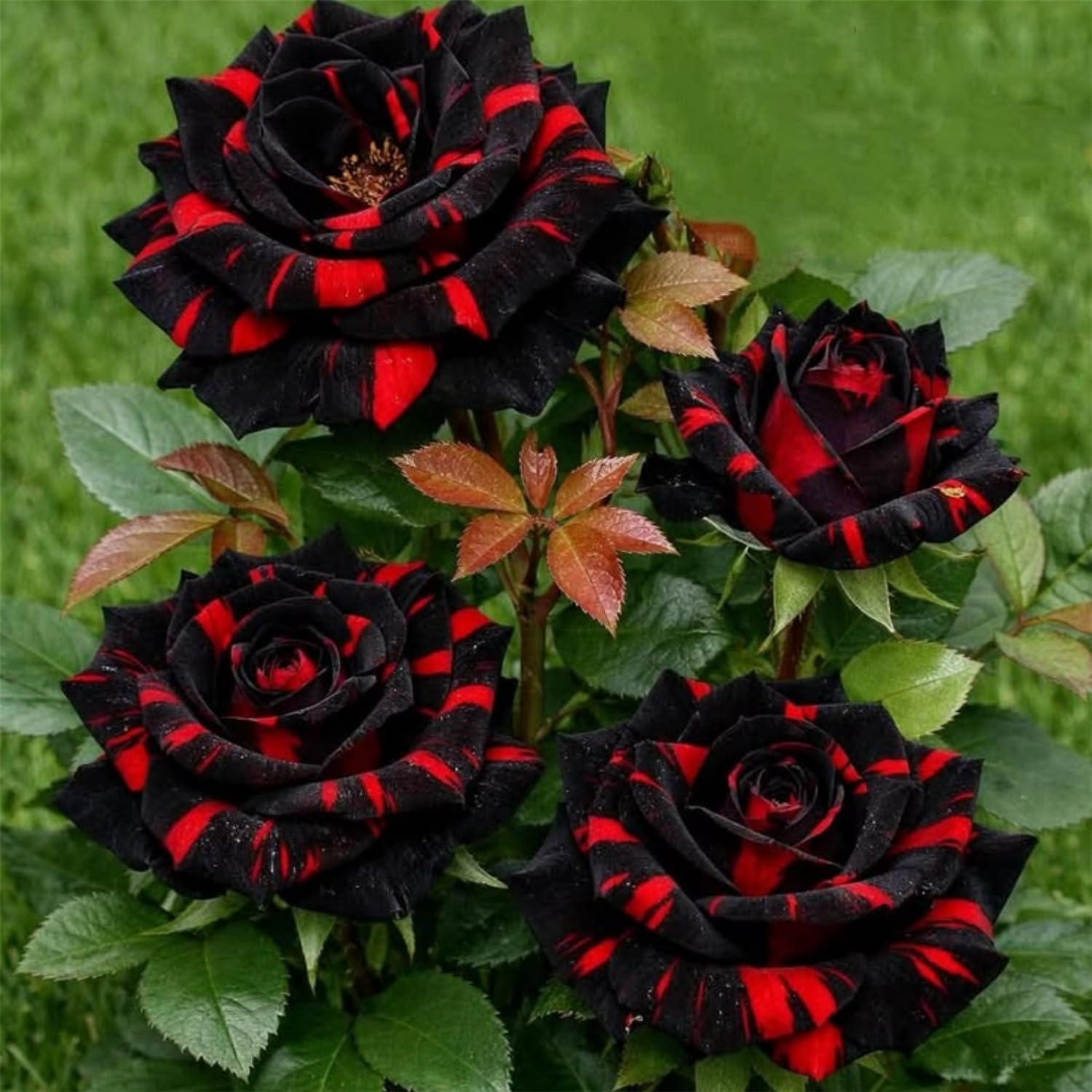 Fragrant Rose - Hardy and Easy-Care Perennial - Fragrant - Suitable for Outdoor Planting and Pot Cultivation/Professional Planting for Stunning Garden Displays-1 Root-D — image 1