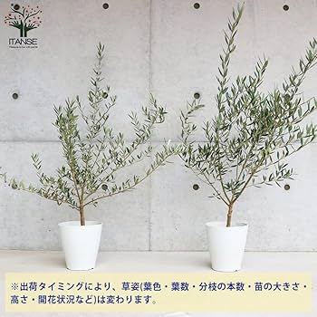 Amazon.co.jp: ITANSE オリーブの苗木 品種 ピクアル 6号