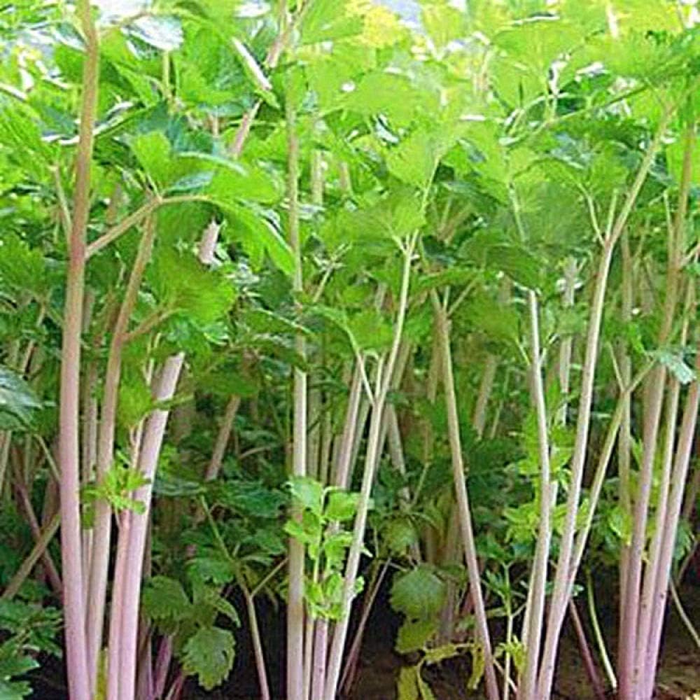 Semi di sedano da piantare