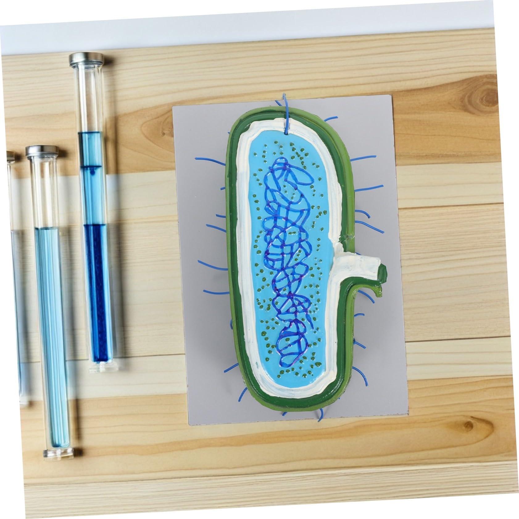 Zellkernmodell aus Kunststoff als Lehrmodell für Schüler | Biologieklasse und Lernumgebung, Interaktives Lernen, Unterstützt Verschiedene Lehrmethoden