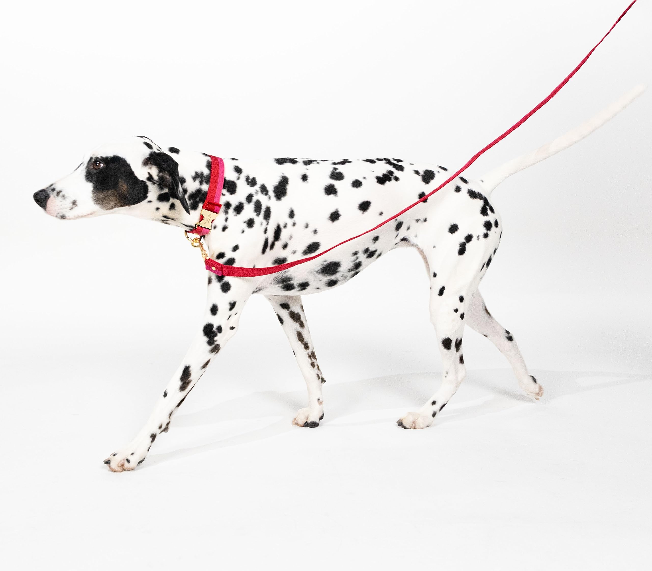 Kate Spade New York Guinzaglio per cani da 1,4 m, resistente, per cani femmine o maschi, grazioso guinzaglio per animali domestici con hardware in metallo dorato, guinzaglio lungo per cani di piccola