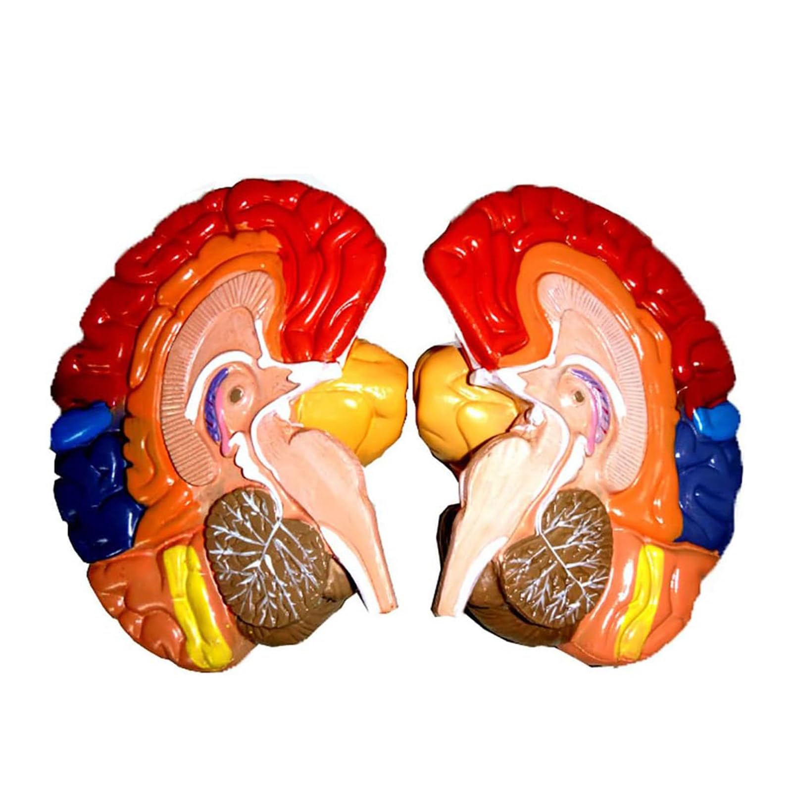YNIYUJKL Organ Model Cerebral Anatomy Model Neck Muscles Brain Model Color Differentiation Area Medical Teaching Learning Tool Skeleton Model Anatomy Model