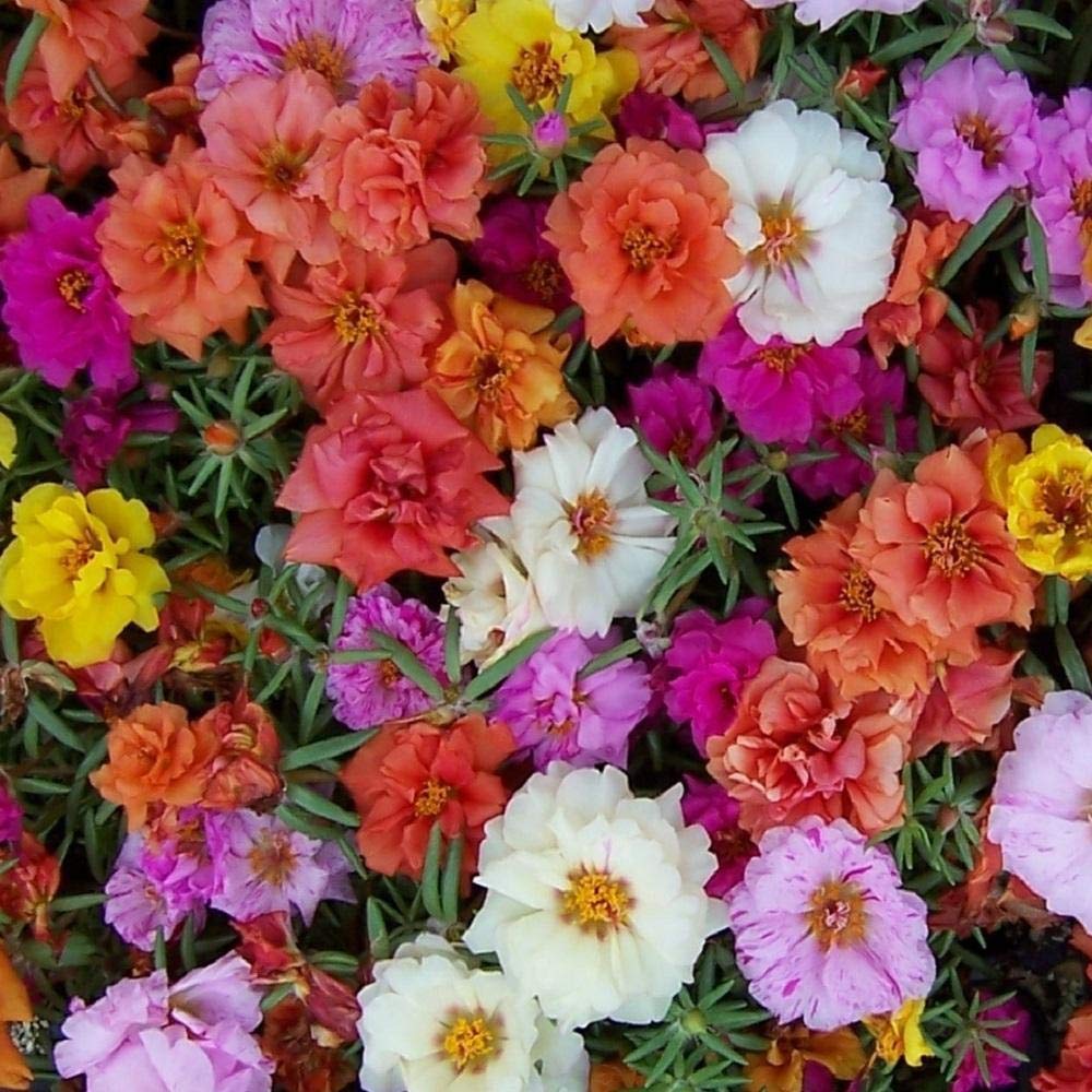 Shop 360 Garden Portulaca Grandiflora Double Mix Flower Seeds - Pack of 100 Seeds (B07Q3ZPY61) Amazon Price History, Amazon Price Tracker