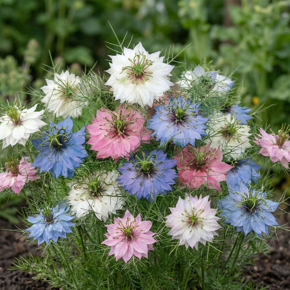 Nigella Seeds – Ragged Lady/Love-in-a-Mist Multicolor (Nigella damascena) – Hardy Annual Flower Seeds – Pastel Blue, Pink & White Blooms – Ideal for Borders & Cut Flowers