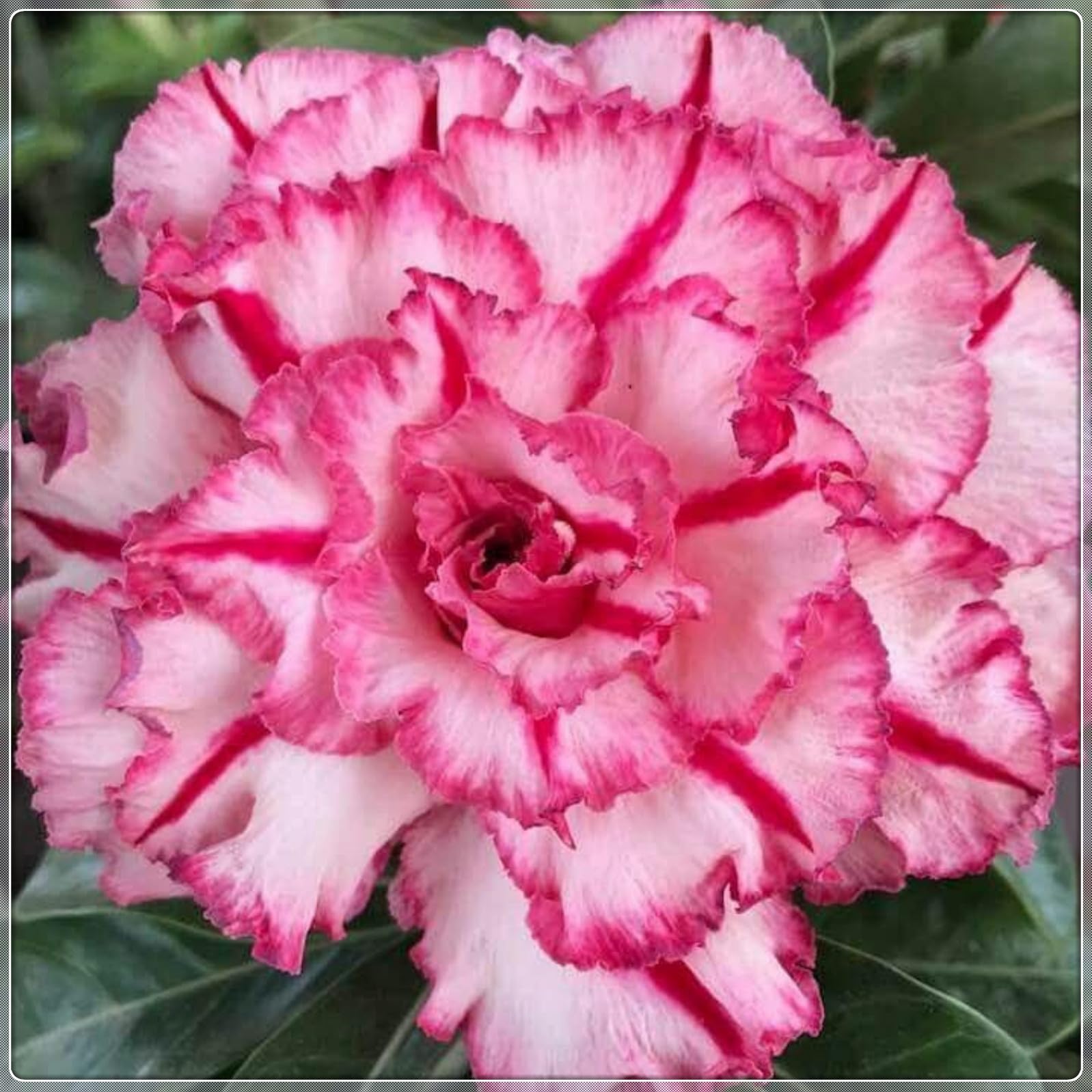 Magnificent Desert Rose Bulbs in Bulk: Hardy Perennial Desert Rose Bushes for Garden Ready to Plant Garden Displays-2 Bulbs-J