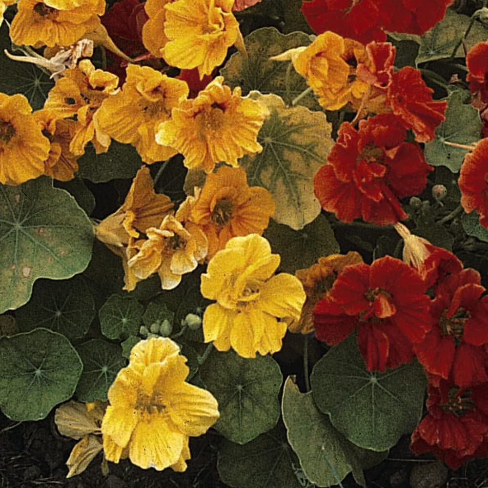 Nasturtium Climbing Mixed Garden Plant Half-Hardy Annual Flowering Garden Plants Easy to Grow Your Own 1x Seed Packet by Thompson and Morgan.