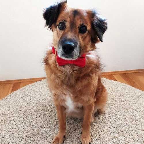 Miniatura 4 de PETDURO Collar de perro personalizado con nombre grabado con hebilla de metal de liberación rápida de oro rosa para perros grandes, medianos y