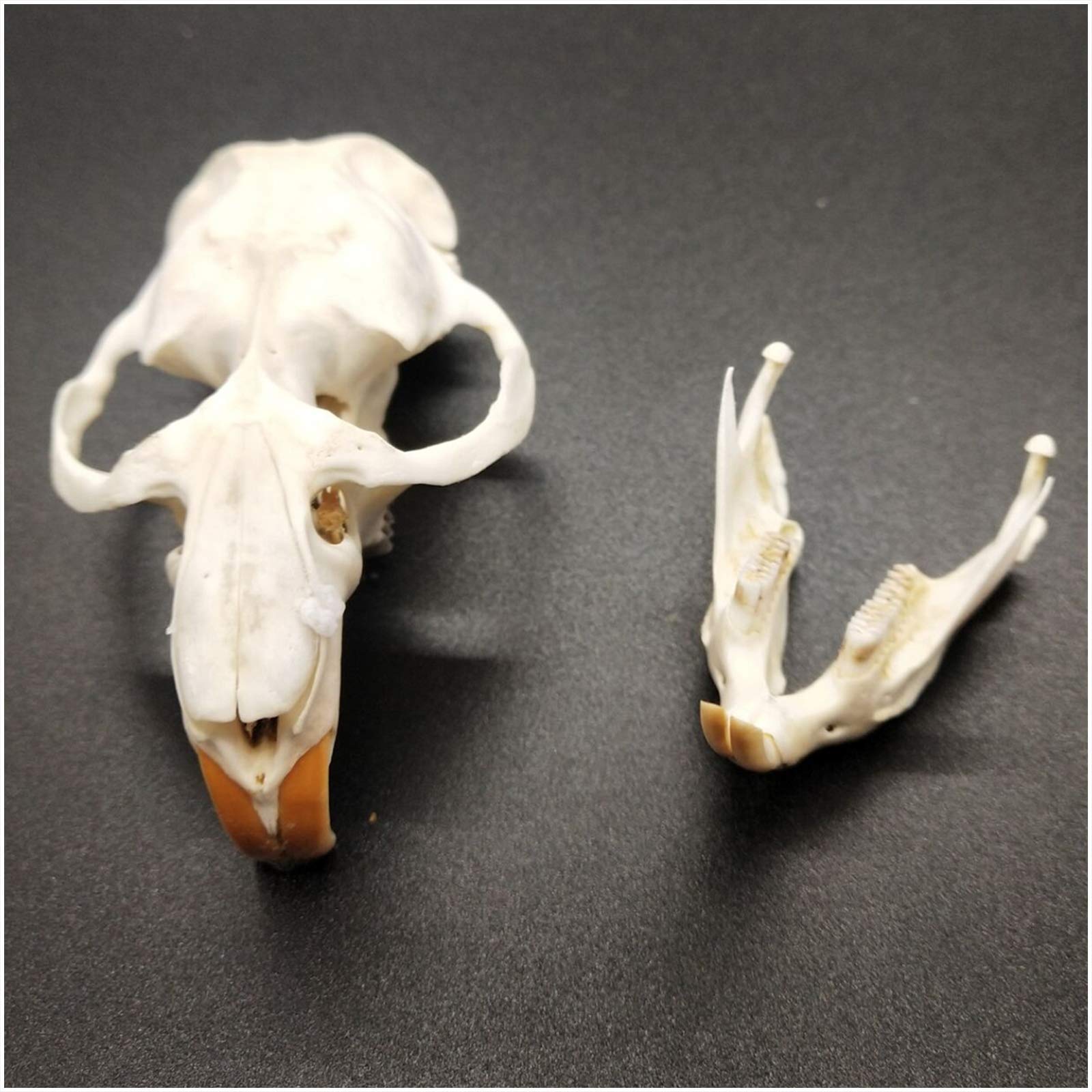 Amazon.co.jp: 頭蓋骨標本 - 本物のネズミの頭蓋骨モデル - 動物の