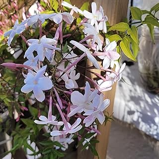 Jasminum Polyanthum 2 inch Pot One Stem Mini Starter Plant - California Grown
