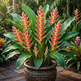 2 Live Large Heliconia Wagneriana Rhizomes for Planting, Lobster Claw Bare Roots, Tropical Flower Plant, Rainbow Heliconia Root, Fresh Nursery-Grown Rhizomes