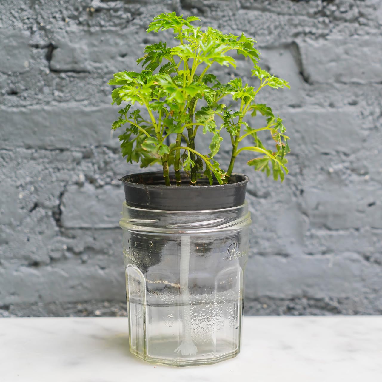 zamia kaufen Zamioculcas (Glücksfeder) kaufen | 60 cm main image 1