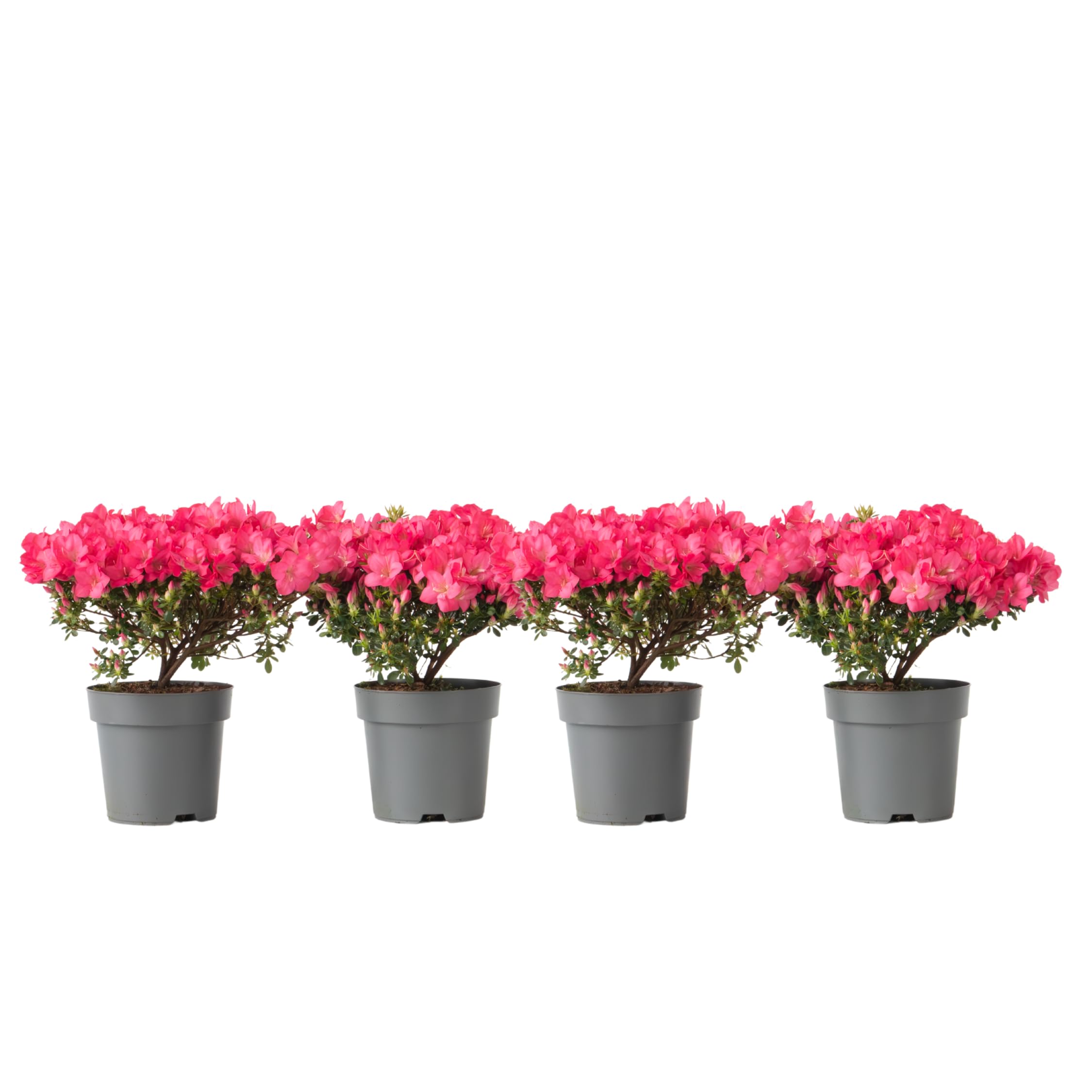 Pieris 'Flamme De Forêt' - Lot De 2 Arbustes Persistants - Pot 17cm - Hauteur 25-40cm - Pour Jardin Ombre