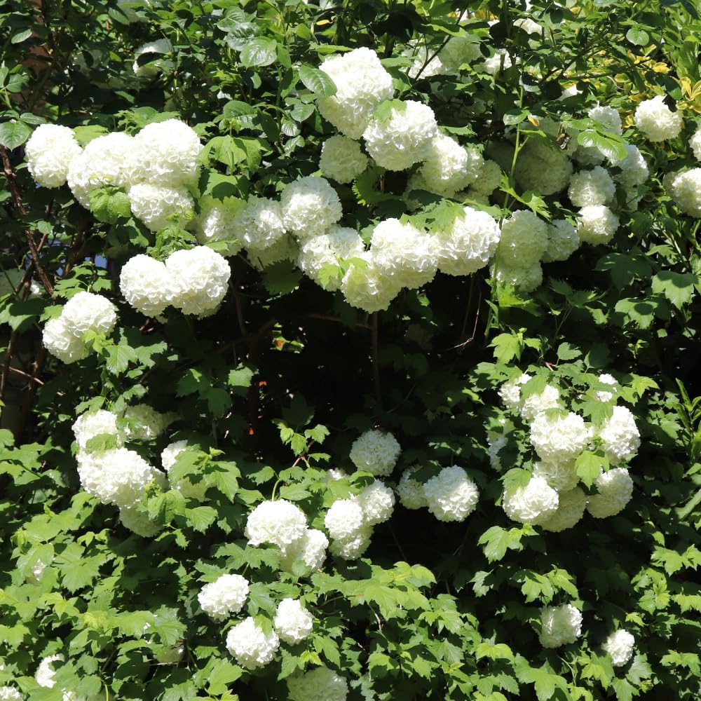 White Viburnum Flower Plant, 6 to 10 Inch White Flower Bush Starter Plant, Live Snowball Viburnum Shrub in Pot